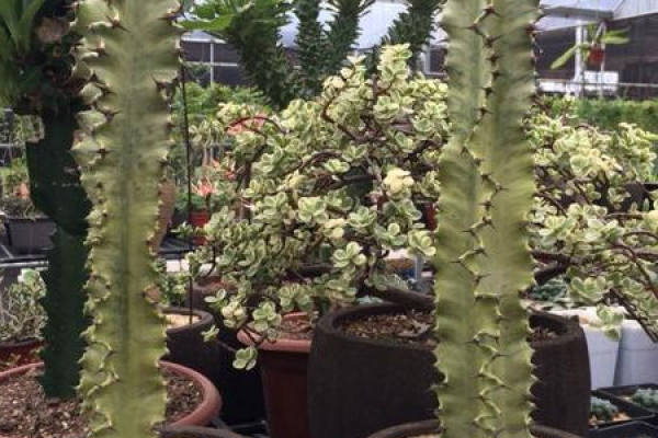 Brocade of Euphorbia pekinensis