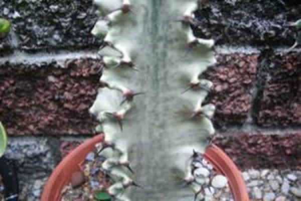 Brocade of Euphorbia pekinensis