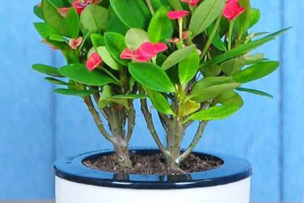 Herba Dipsaci