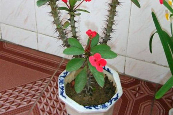 Herba Dipsaci