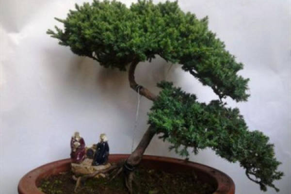 Red cypress potted landscape
