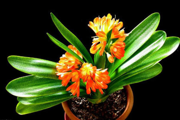 Clivia miniata