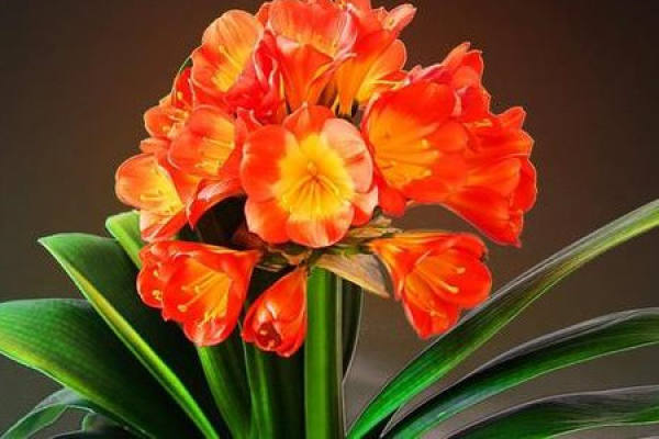 Clivia miniata