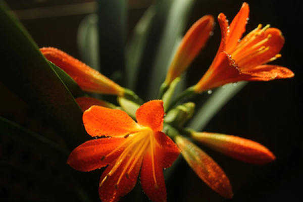 Clivia miniata