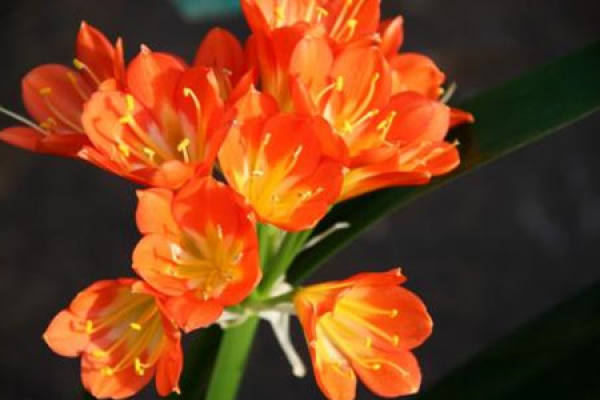 Clivia miniata