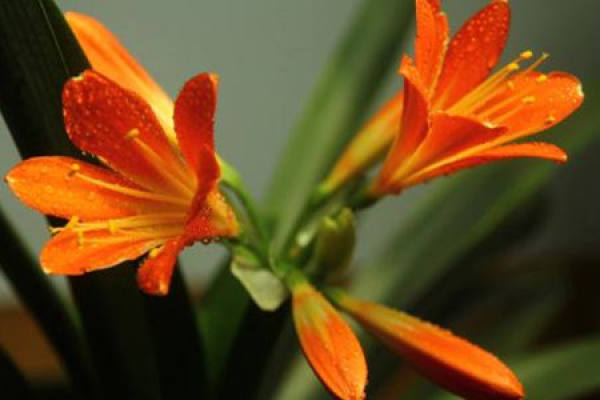 Clivia miniata