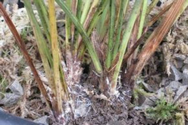 Clivia miniata