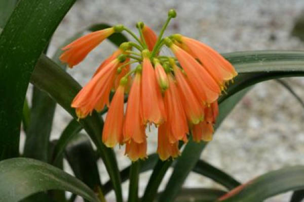 Clivia miniata