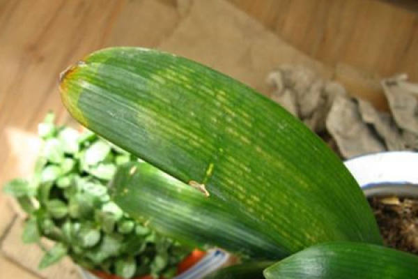 Clivia miniata