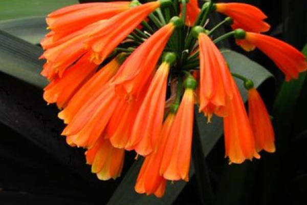 Clivia miniata