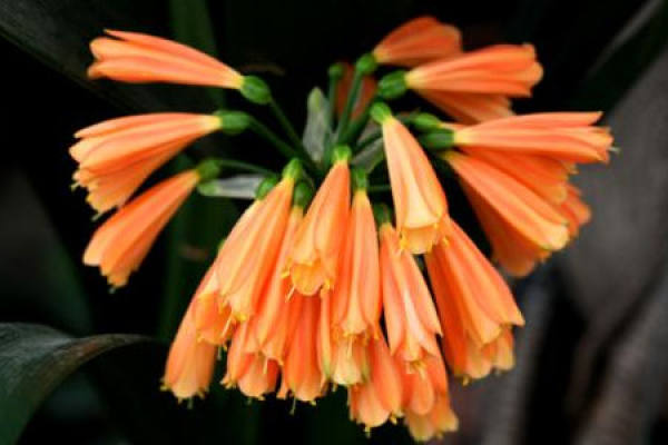 Clivia miniata