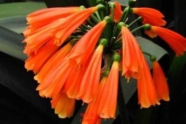 Clivia miniata