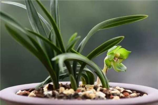 orchid