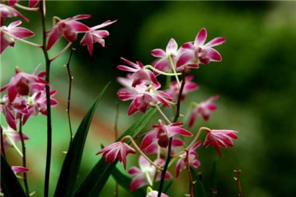 Orchid