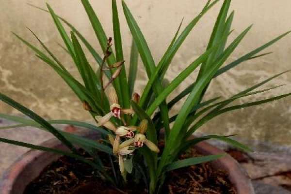 Orchid