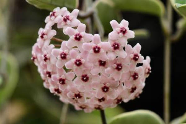Hoya