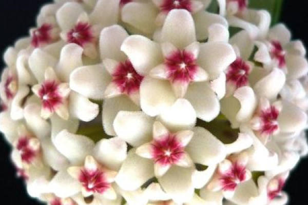 Hoya
