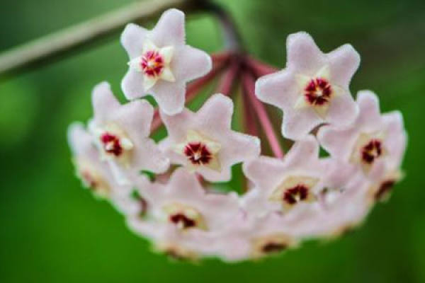 Hoya