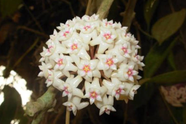 orchid
