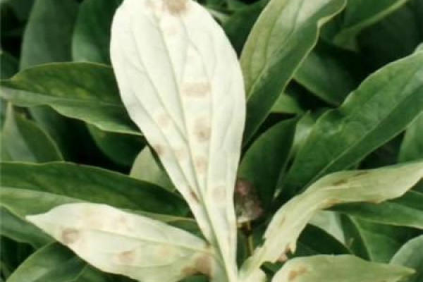 Paeonia lactiflora