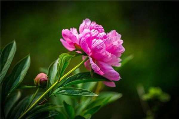 Paeonia lactiflora