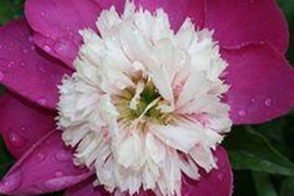 Paeonia lactiflora