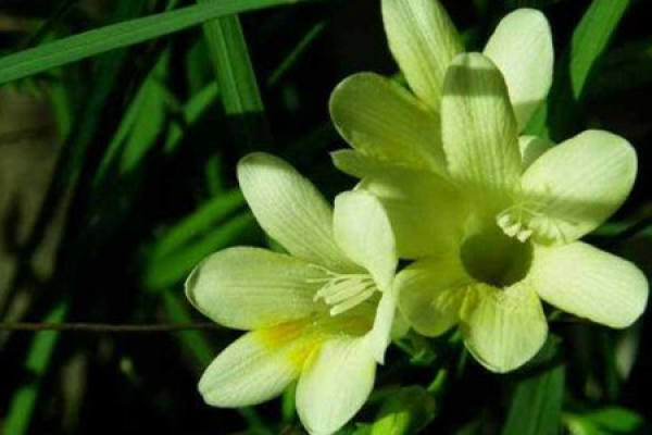 Freesia