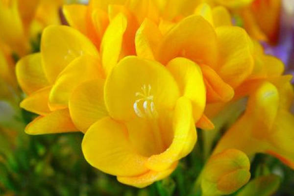 Freesia