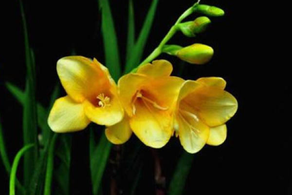 Freesia