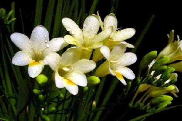 Freesia