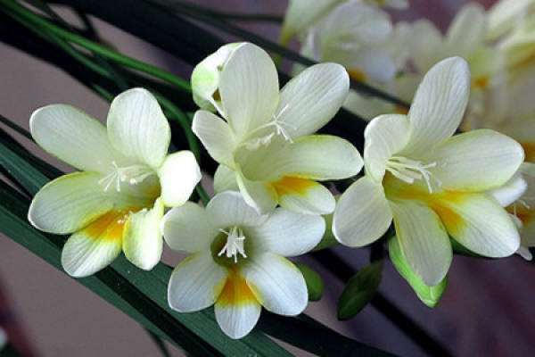 Freesia