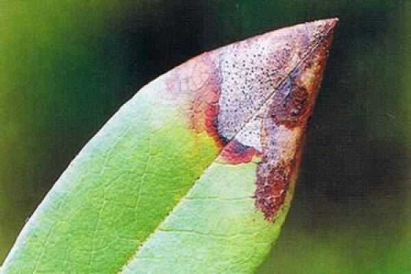 Magnolia denudata