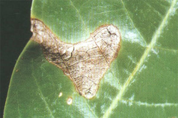 Magnolia denudata