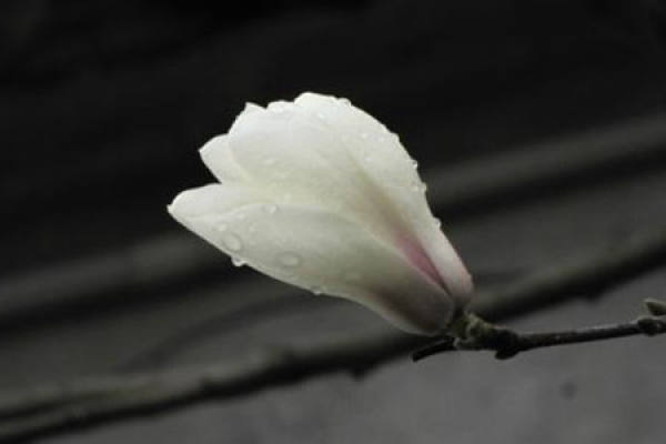 Magnolia denudata