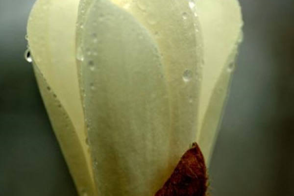 Magnolia denudata