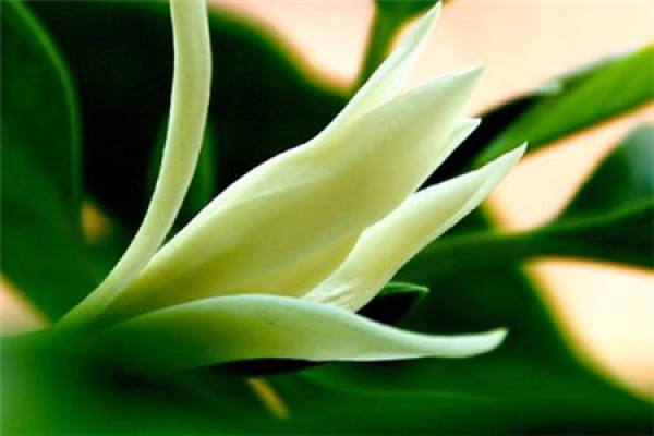 Magnolia denudata
