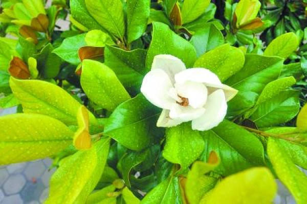 Magnolia denudata