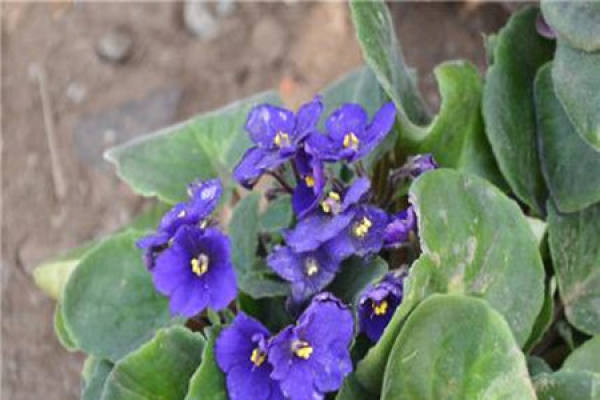 Primula