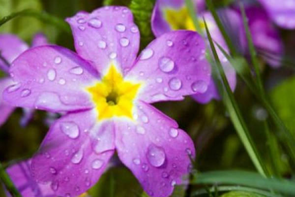 Primula