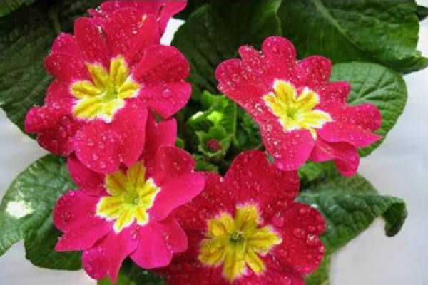 Primula