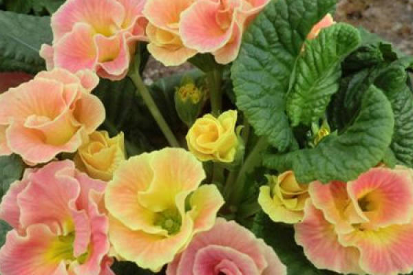 Primula