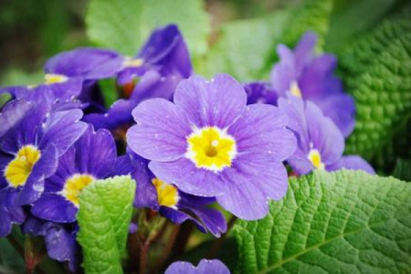 Primula