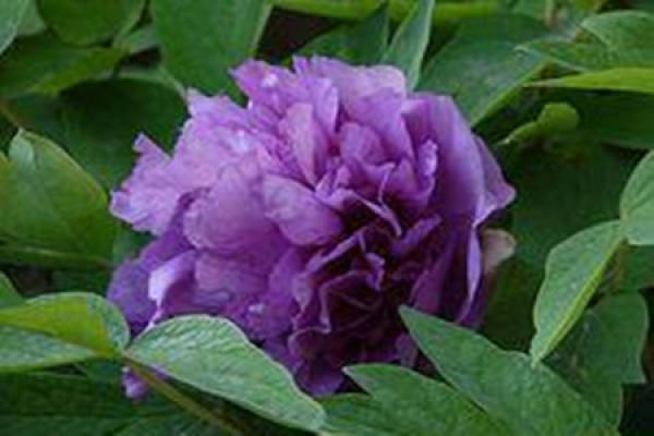 Peony