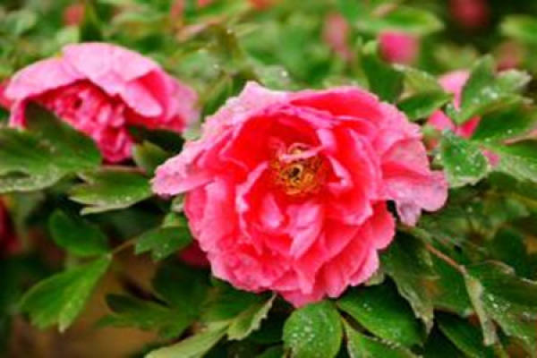 Peony