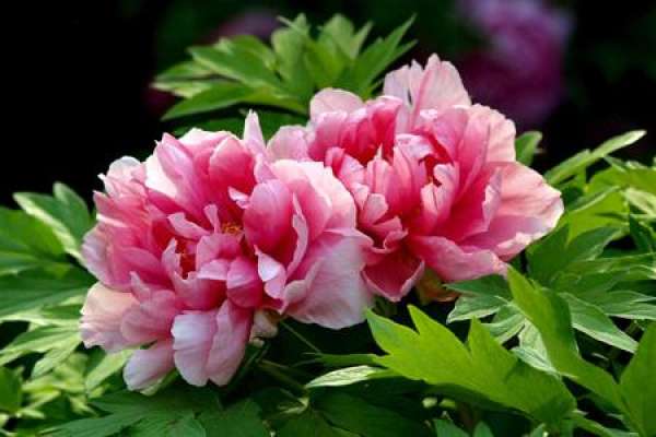 Peony