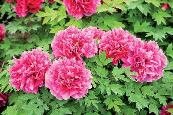 Peony