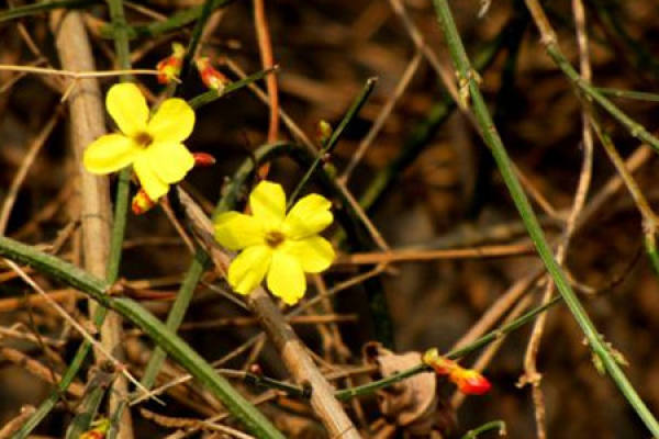 Winter jasmine