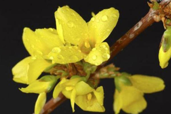 Jasmine