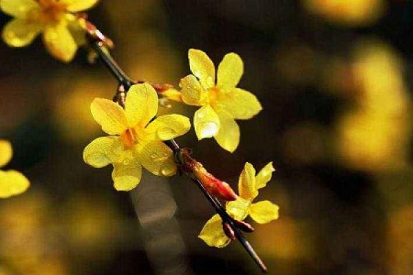 Winter jasmine