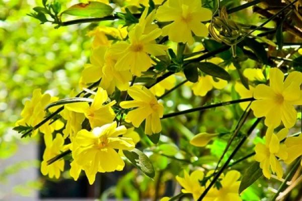Winter jasmine
